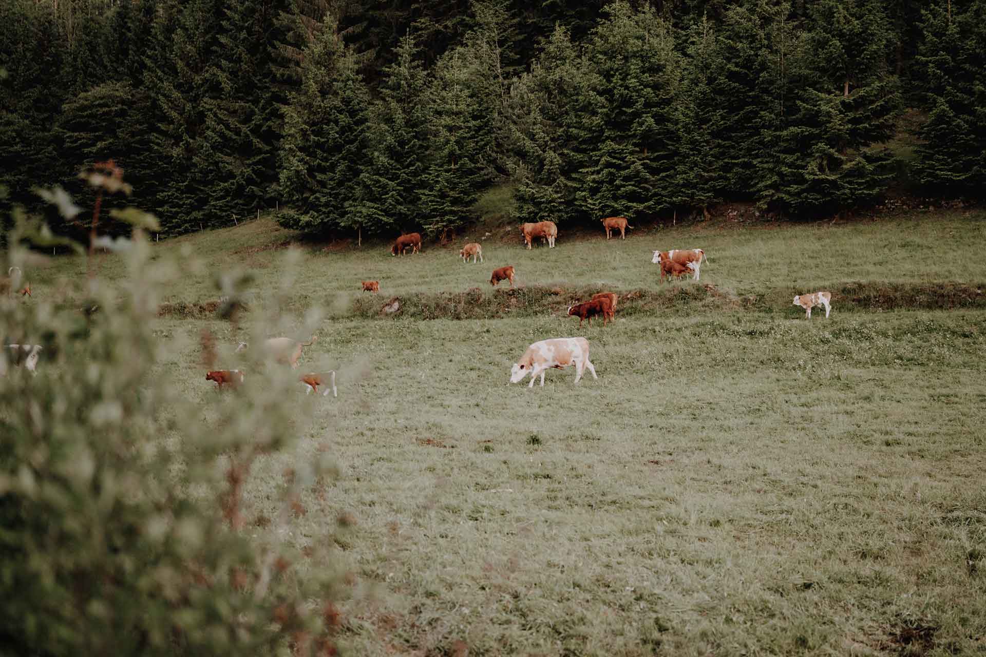 Scheunenhochzeit an der Poppelmühle im Schwarzwald